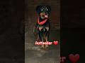 Rottweiler female 🔥 #dogshorts #gsds #germanshepherd #funny #pets #comedy #rottweiler #dogoargentino