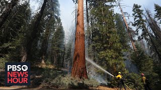 California's giant sequoias are pillars of living history. Climate change may kill them