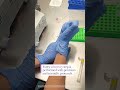 Embryo Biopsy