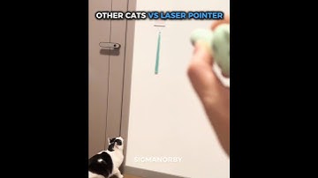 Others Cats vs Laser Pointer 💀#othersvs #viralshorts #shorts #satisfying #funny