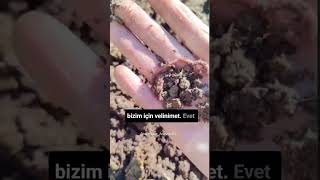 Ata Yerli Tohum Taşköprü Sarımsağı Dikimi Resimi