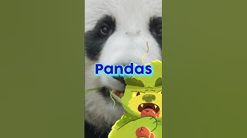 5 Things You Didn’t Know About Pandas| Learn with Mountain Boy