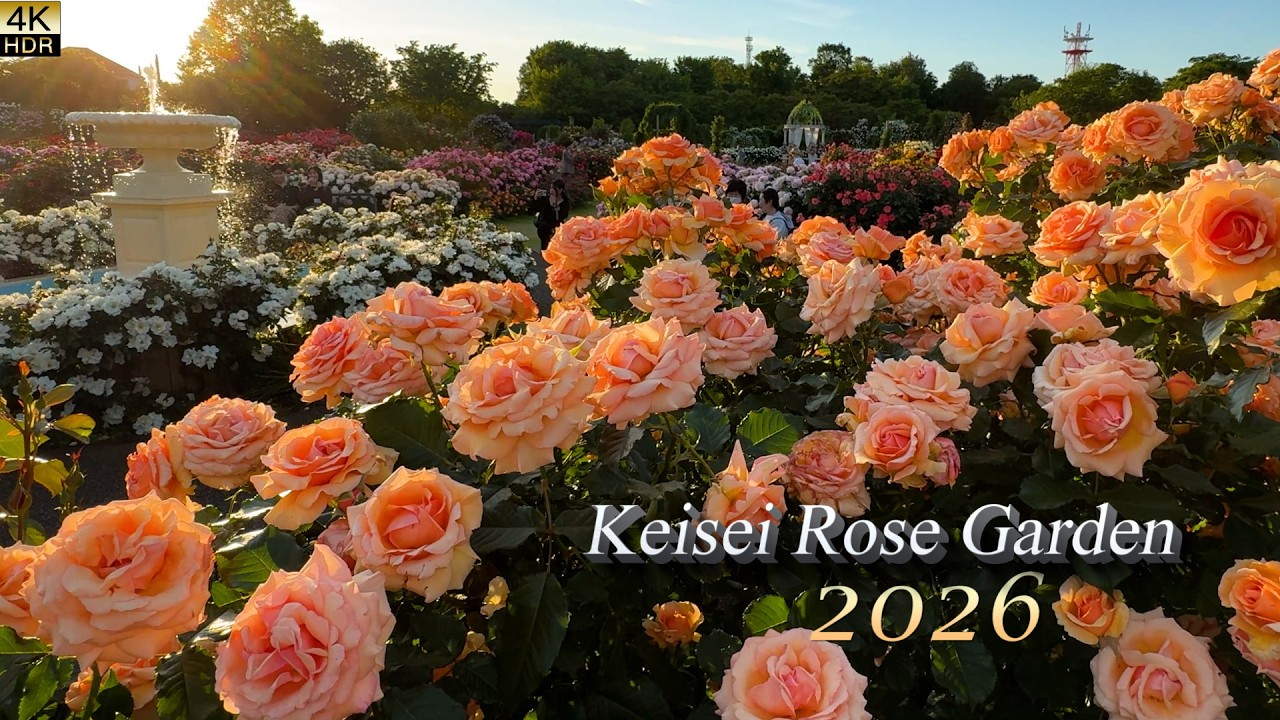 The World's Finest Roses in Bloom. Keisei Rose Garden 2026. 京成