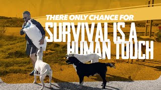 There only chance for survival is a human touch by dev naz Animal Rescue 1,401 views 6 months ago 16 minutes