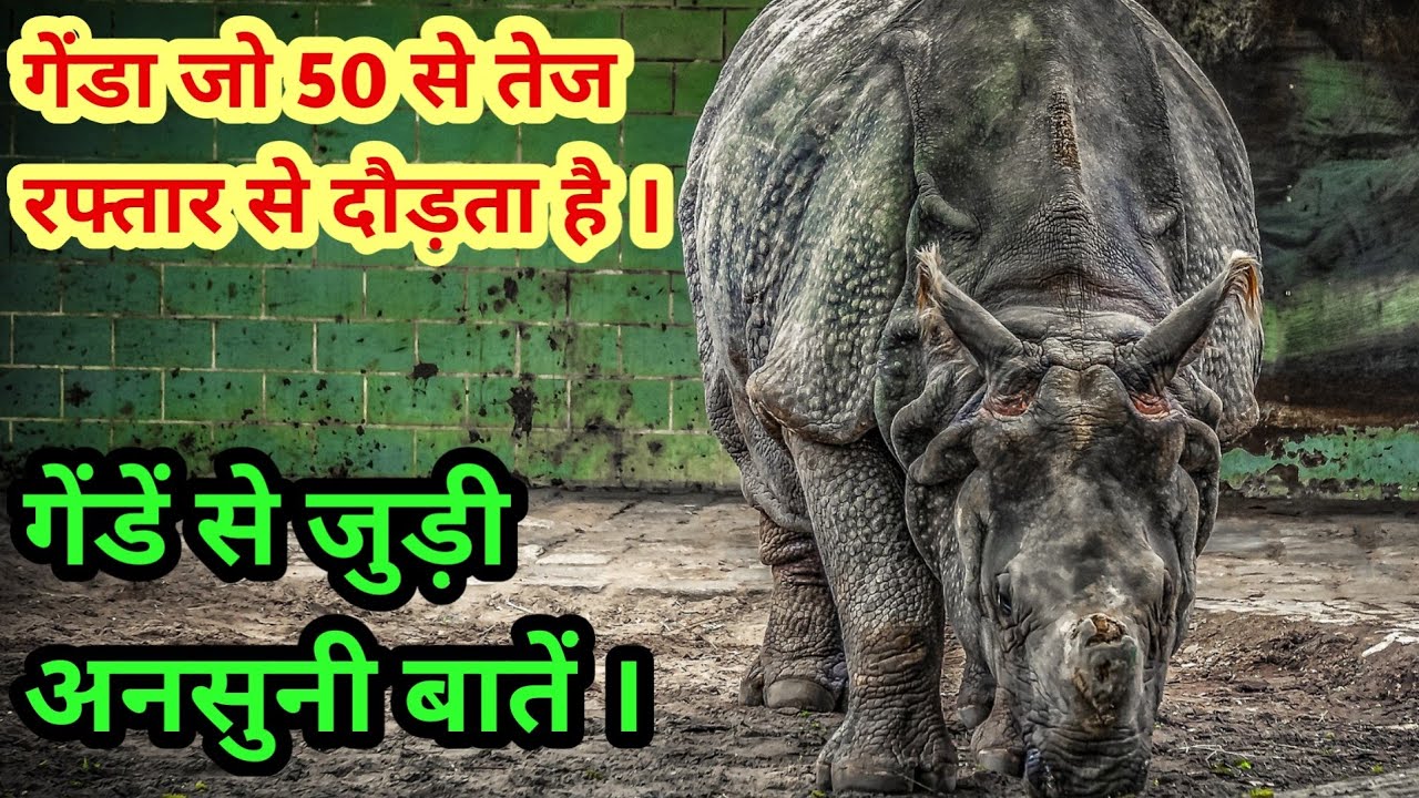 rhino-facts-in-hindi-information-about-rhinos-youtube