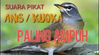 SUARA BURUNG ANIS || KUOKA || #anis #burunganis #pikatburung #kuoka