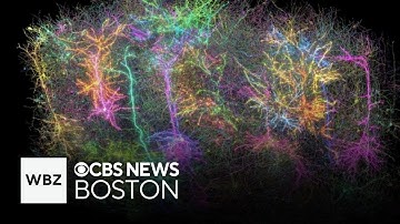 Researchers use mouse to create most detailed brain map yet