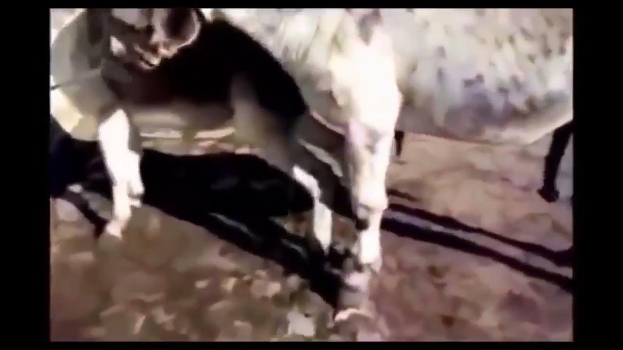Funny Horse Mating Donkey Donkeys Breeding Animals Mating Compilation