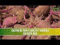 Cultivo de Papa Floresta y Granola en Costa Rica- TvAgro por Juan Gonzalo Angel Restrepo