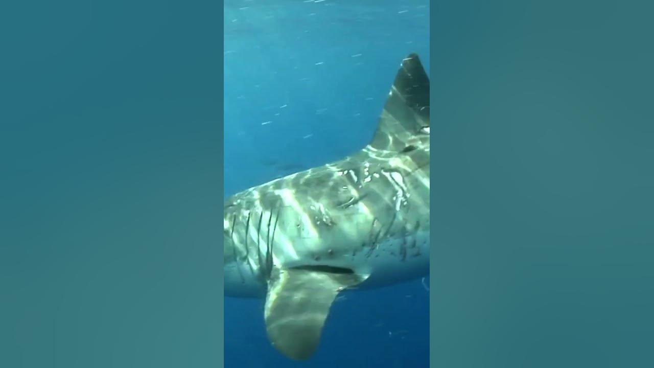Great White Shark With Scars - YouTube