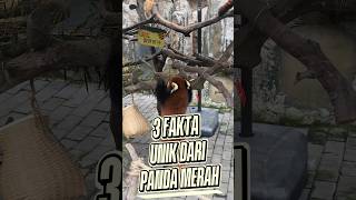 Download Lagu SI IMUT PANDA MERAH🥰#foryou MP3