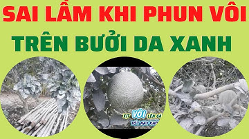 Sai lầm khi sử dụng vôi bột phun Bưởi da xanh | Sử dụng Tinh vôi thay thế vôi bột