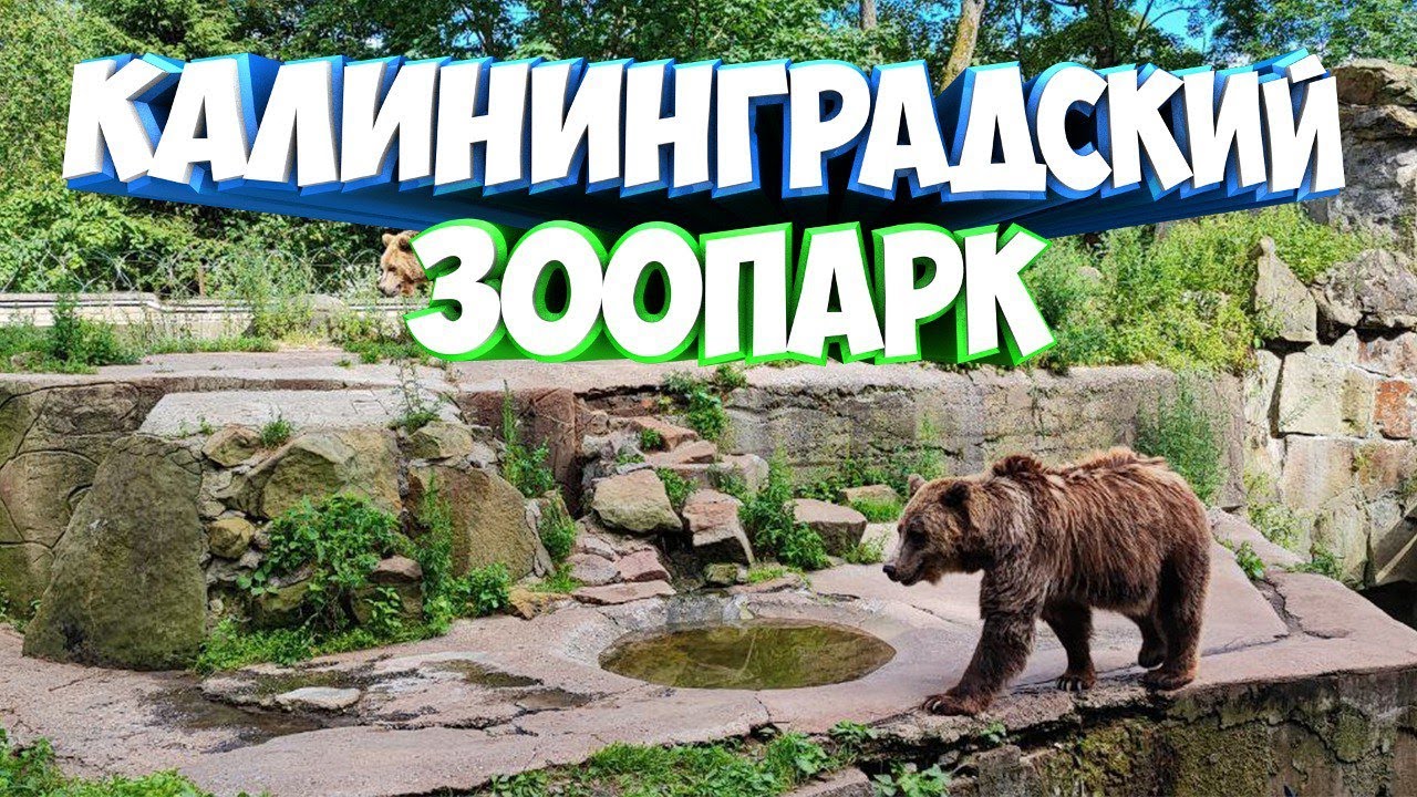 Калининградский зоопарк 2022