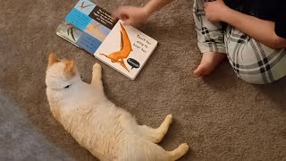 Cat Likes Dinosaur Sound Book by Sir Titan The Cat 47 views 4 weeks ago 1 minute, 7 seconds