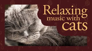 Relaxing Music with British Shorthair Cats | Purring Sounds
