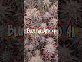 Blue Gelato 41 Harvest Day Extended Version #shorts