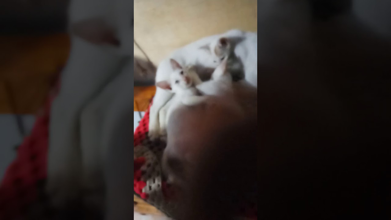 Kucing Flu Anak Yang Mengobati