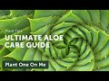 Ultimate ALOE CARE Guide — Ep 197