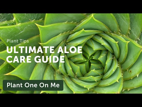 Ultimate ALOE CARE Guide — Ep 197