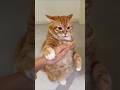 Funny Cat Reactions When You Say NO