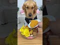 #It s obvious that it s a glutton#The dog eats#Pet Feeding Diary.#Dogs Eat Better than