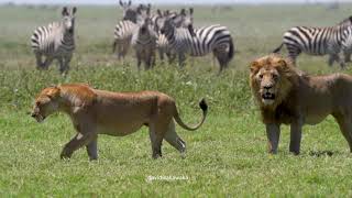 Zebras watching Lions on Honeymoon.