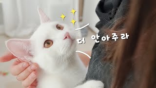 How Long Can You Hug Cat? (ENG SUB)