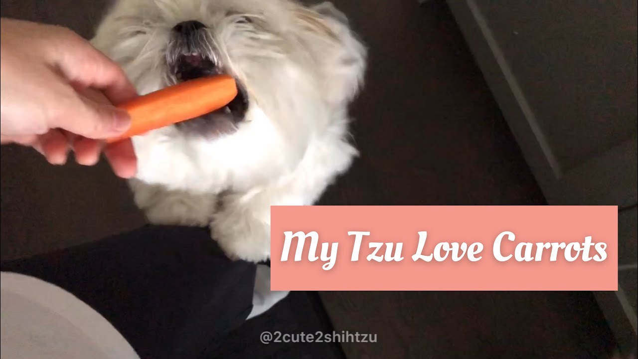 [shih tzu] MoMo made the carrot sounds delicious (ASMR) YouTube