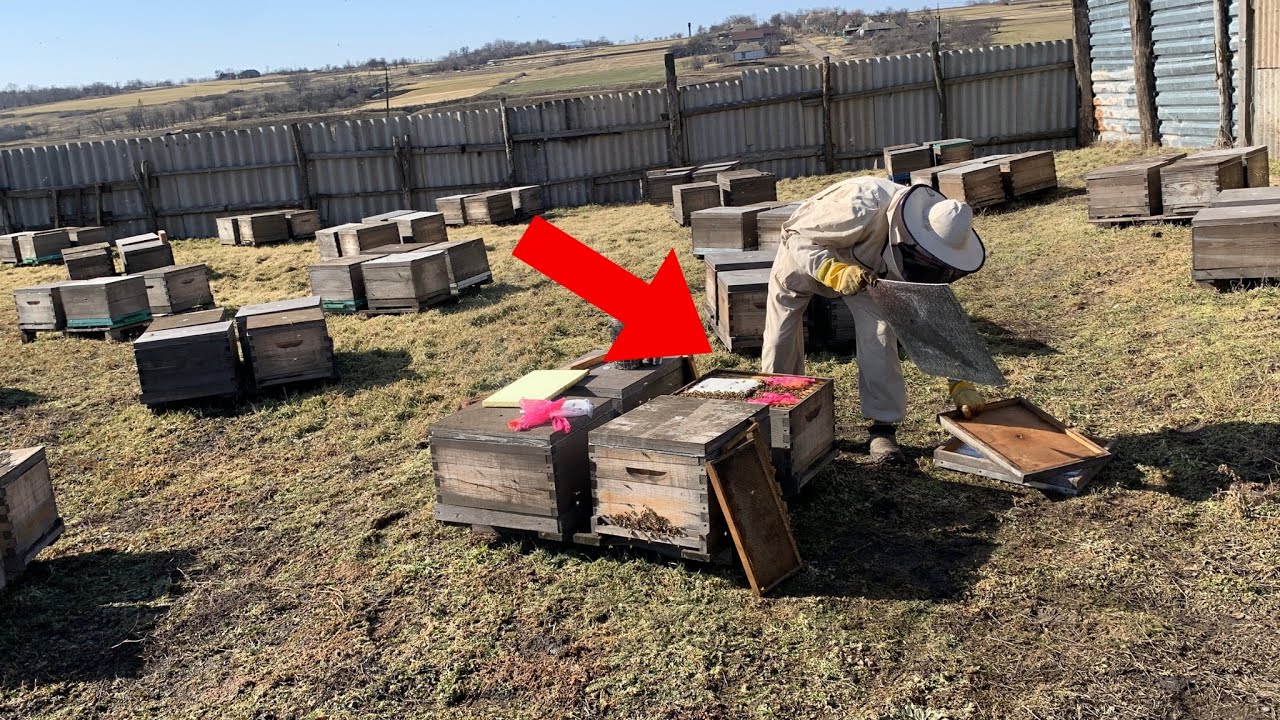 Первые работы на пасеке! Что мы делаем?