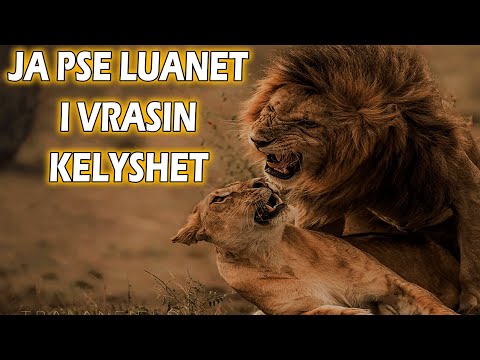 Video: A janë miqësorë luanët e detit?