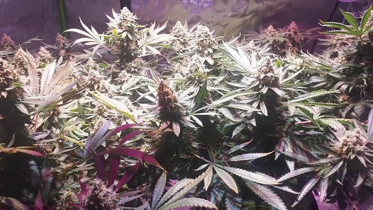 End of week 7 Flower.  About done.