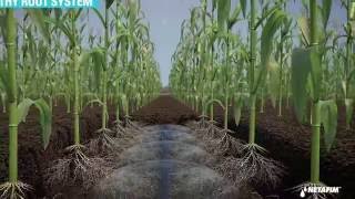 Subsurface Drip Irrigation for Corn