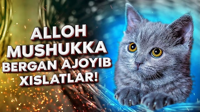 XS porno video Porno qiz baland