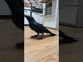 カラスのハッピーライブ 過去最長配信