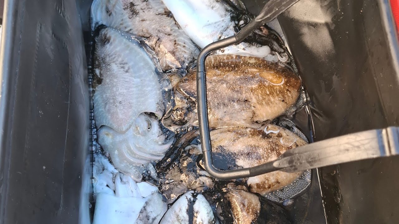 Finalmente sono arrivate. Seppie a Dicembre 