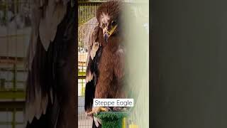 Steppe Eagle | Dangerous | wild | zoo #shorts #trending #youtubeshorts #shortsvideo #trend #youtube