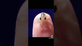 Animales que tu no has visto de bebés #shorts