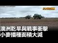 澳洲乾旱與戰事衝擊 小麥播種面積大減 |【民生八方事】| 2026051912 #八大民生新聞
