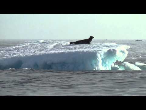 Video: Grenlandes Ledus Lode Izkusīs Līdz Gadsimta Vidum, Saka Ekologi. Alternatīvs Skats