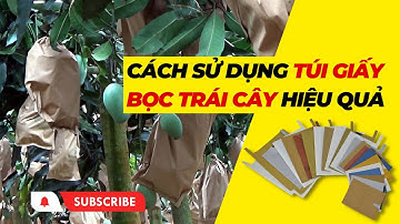 Cách Sử Dụng Túi Giấy Bọc Trái Cây Hiệu Quả – Túi Bao Xoài Taiwan Chống Côn Trùng - SANCOPACK