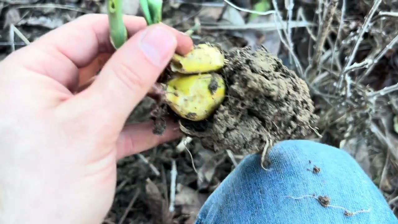 Első kertbemutató 2026-ban: fagykárok? 🥶tulipánok megmaradtak? 🌷, majdnem minden visszavágva 