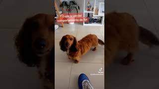 Explicación del comportamiento de este perro salchicha a partir del lenguaje canino by Adiestrados - Adiestramiento Canino 44 views 7 months ago 4 minutes, 38 seconds