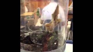 Eco-Column APES