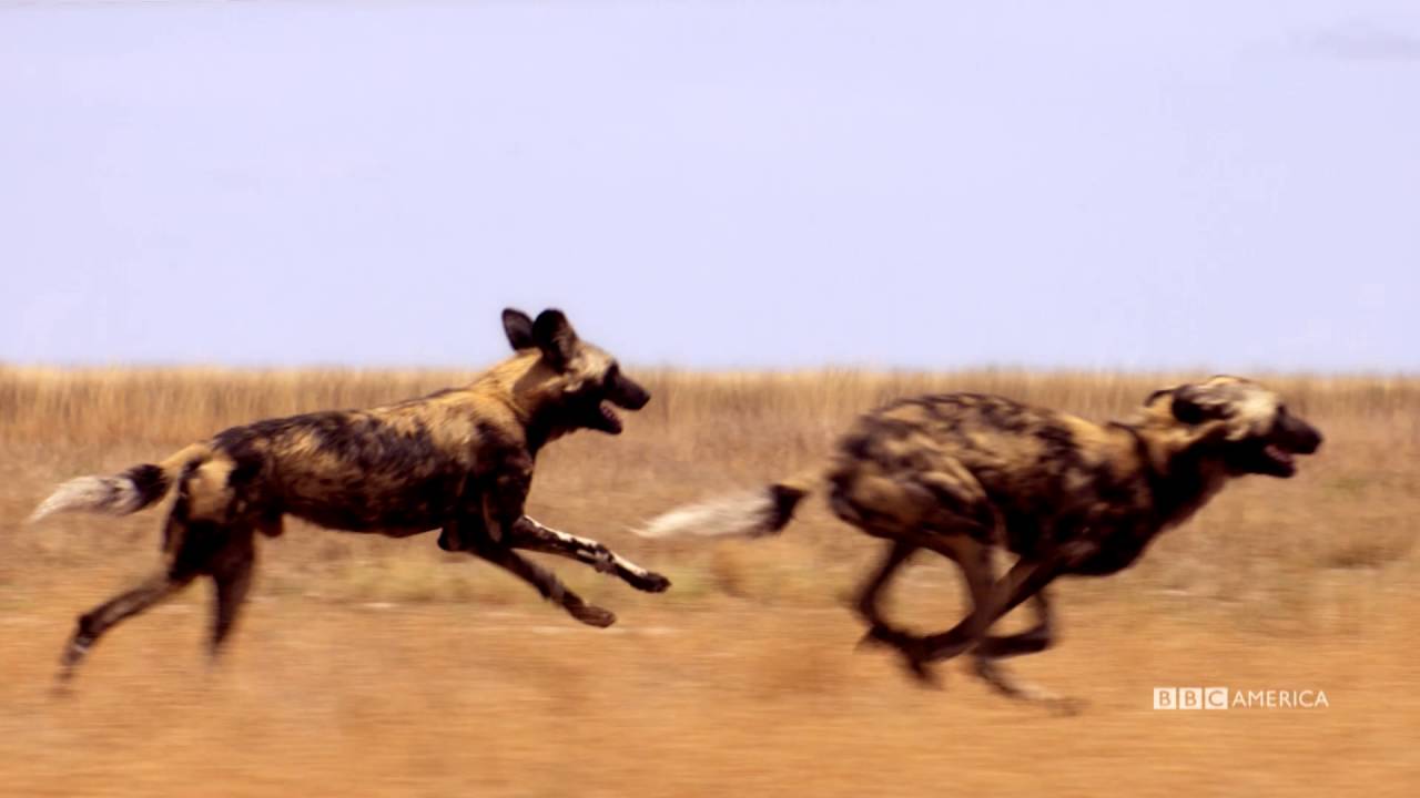 Download The Hunt - WILD DOGS - July 3 at 9|8c on BBC AMERICA