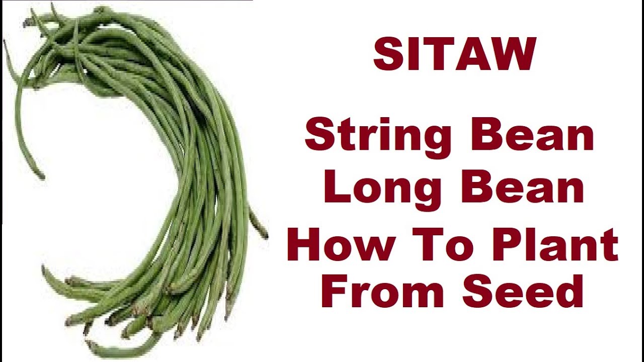 Video 1 How To Plant String Beans From Seed (Paano Magtanim Ng Sitaw