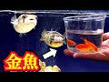 ハリセンボン水槽に金魚を投入した結果… の動画、YouTube動画。