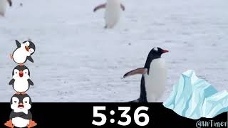 Winter Animal Cute Penguin 10 Minute Countdown Timer with Jazz Music