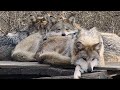 Wolf family sleep pile 