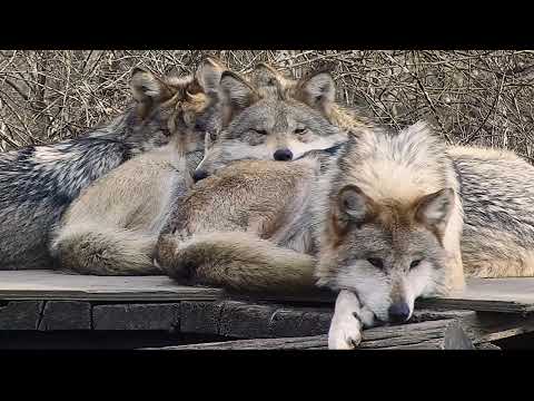 Wolf Family Sleep Pile 🐺🐺🐺🐺