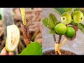 How to propagate guava tree from cutting | Best natural banana rooting hormone